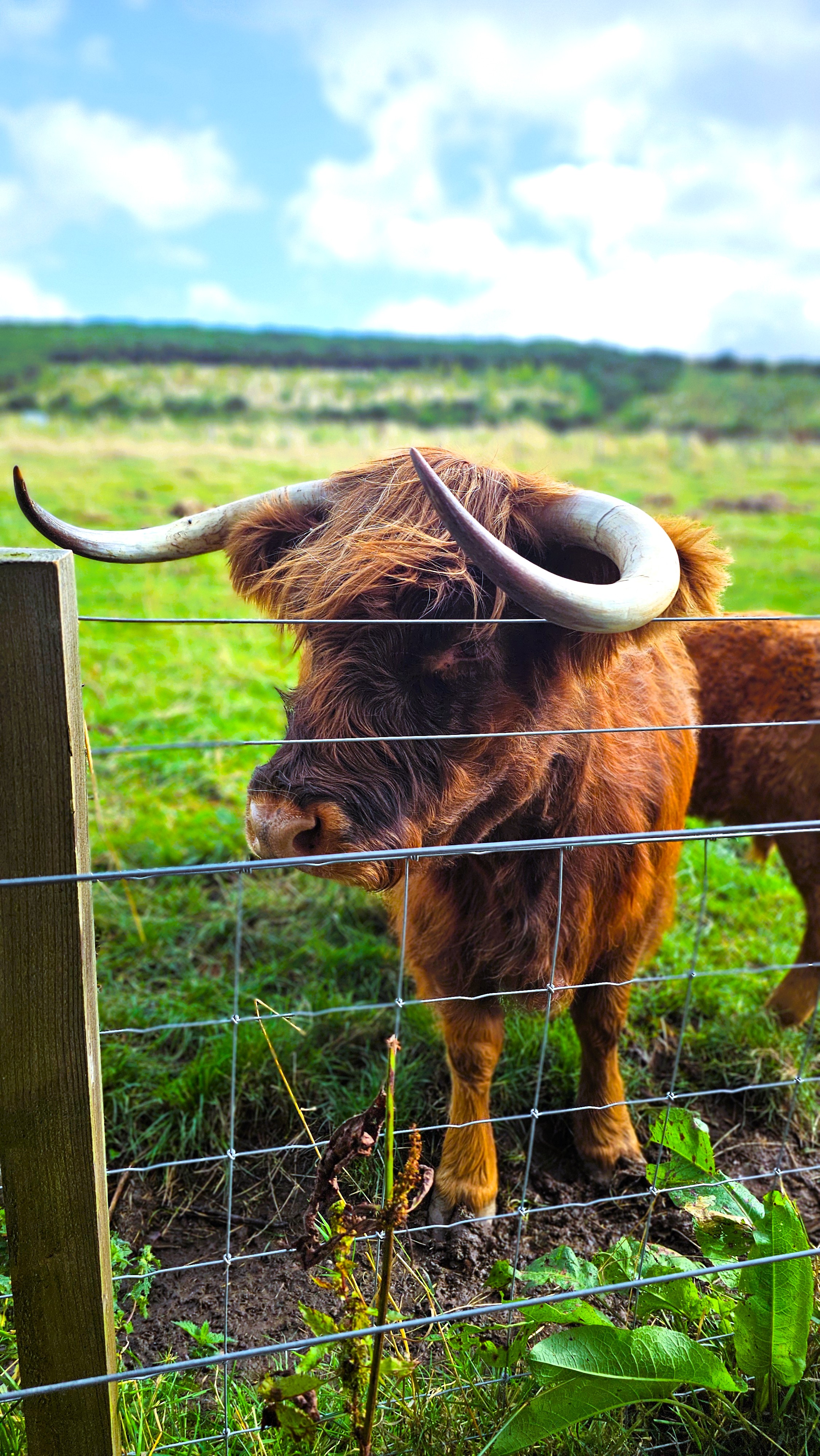Pollok Park Coo